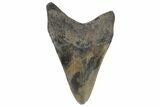 Juvenile Megalodon Tooth - South Carolina #169312-1